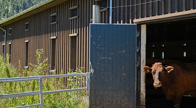 Ku i fjøset på Skårvold Gård, Støren